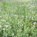 White fluffy dandelions flower in green field, natural background Royalty Free Stock Photo