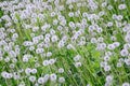 White fluffy dandelions flower in green field, natural background Royalty Free Stock Photo