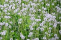 White fluffy dandelions flower in green field, natural background Royalty Free Stock Photo