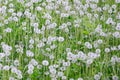 White fluffy dandelions flower in green field, natural background Royalty Free Stock Photo