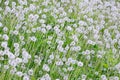 White fluffy dandelions flower in green field, natural background Royalty Free Stock Photo