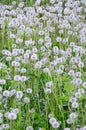 White fluffy dandelions flower in green field, natural background Royalty Free Stock Photo