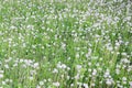 White fluffy dandelions flower in green field, natural background Royalty Free Stock Photo