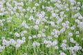 White fluffy dandelions flower in green field, natural background Royalty Free Stock Photo