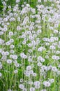 White fluffy dandelions flower in green field, natural background Royalty Free Stock Photo