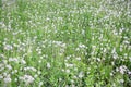 White fluffy dandelions flower in green field, natural background Royalty Free Stock Photo