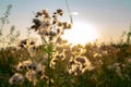 White fluffy dandelions glow in the rays of sunligth at sunset in nature on a meadow Royalty Free Stock Photo