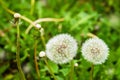 White fluffy dandelions in green grass, summer day, natural background Royalty Free Stock Photo