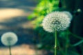 White fluffy dandelions, natural green blurred spring background Royalty Free Stock Photo