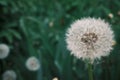 White fluffy dandelions, natural green blurred spring background, selective focus. Royalty Free Stock Photo