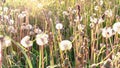 White fluffy dandelions in the rays of the setting sun close-up. Atmospheric photo of a country field with herbs and wild flowers