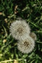 White fluffy dandelions on a spring meadow.Natural green spring background.Fragile dandelion feathers close up.Spring colorful Royalty Free Stock Photo