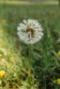 White fluffy dandelions on a spring meadow. Natural green spring background. Fragile dandelion feathers close up. Spring colorful Royalty Free Stock Photo