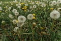 White fluffy dandelions on a spring meadow. Natural green spring background. Fragile dandelion feathers close up. Spring colorful Royalty Free Stock Photo