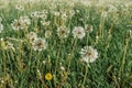 White fluffy dandelions on a spring meadow. Natural green spring background. Fragile dandelion feathers close up. Spring colorful Royalty Free Stock Photo