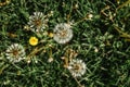 White fluffy dandelions on a spring meadow. Natural green spring background. Fragile dandelion feathers close up. Spring colorful Royalty Free Stock Photo