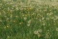 White fluffy dandelions on a spring meadow. Natural green spring background. Fragile dandelion feathers close up. Spring colorful Royalty Free Stock Photo