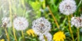 White fluffy dandelions in the tall green grass, Withered dandelion close range on a green background Royalty Free Stock Photo