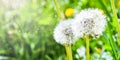 White fluffy dandelions in the tall green grass, Withered dandelion close range on a green background Royalty Free Stock Photo