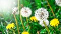 White fluffy dandelions in the tall green grass, Withered dandelion close range on a green background Royalty Free Stock Photo