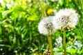 White fluffy dandelions in the tall green grass, Withered dandelion close range on a green background Royalty Free Stock Photo