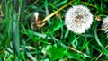 White fluffy dandelions in the tall green grass, Withered dandelion close range on a green background Royalty Free Stock Photo