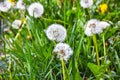 White fluffy dandelions in the tall green grass, Withered dandelion close range on a green background Royalty Free Stock Photo