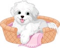 White fluffy dog Royalty Free Stock Photo