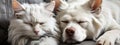 White fluffy dog and cat lying together on a couch at home. Pet friendship banner. Portrait of domestic animals indoor Royalty Free Stock Photo