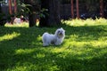 White fluffy dog on a green lawn