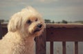 White fluffy dog looking