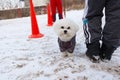 White and fluffy dog obediently performs winter training