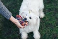 White fluffy dog playing with knot rope toy on grass Royalty Free Stock Photo