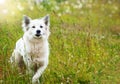 White fluffy dog runs Royalty Free Stock Photo