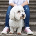 White fluffy dog sitting next to his owner Royalty Free Stock Photo
