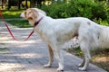 White fluffy dog walking in the park Royalty Free Stock Photo