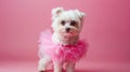 Small White Dog in Pink Tutu on Pink Background Royalty Free Stock Photo