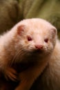 White fluffy domestic ferret in woman hands Royalty Free Stock Photo