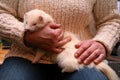 White fluffy domestic ferret in woman hands Royalty Free Stock Photo