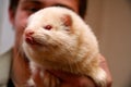 White fluffy domestic ferret in woman hands Royalty Free Stock Photo