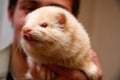 White fluffy domestic ferret in woman hands, close-up Royalty Free Stock Photo