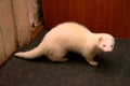 White fluffy domestic ferret in woman hands, close-up Royalty Free Stock Photo