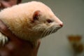 White fluffy domestic ferret in woman hands, close-up Royalty Free Stock Photo