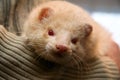 White fluffy domestic ferret in woman hands, close-up Royalty Free Stock Photo