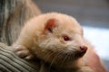 White fluffy domestic ferret in woman hands Royalty Free Stock Photo