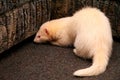 White fluffy domestic ferret in woman hands, close-up Royalty Free Stock Photo