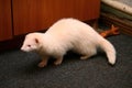 White fluffy domestic ferret in woman hands, close-up Royalty Free Stock Photo