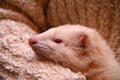 White fluffy domestic ferret in woman hands Royalty Free Stock Photo