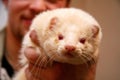 White fluffy domestic ferret in woman hands Royalty Free Stock Photo