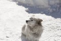 White, fluffy, domestic ,purebred dog sitting in the snow,shading his eyes from the sun